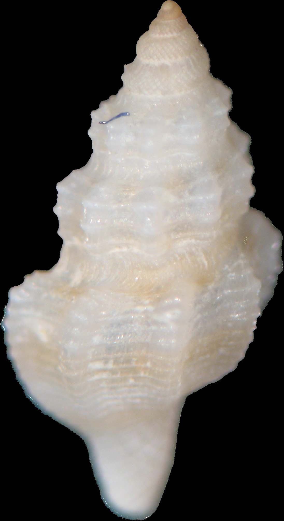 Pleurotomella gibbera